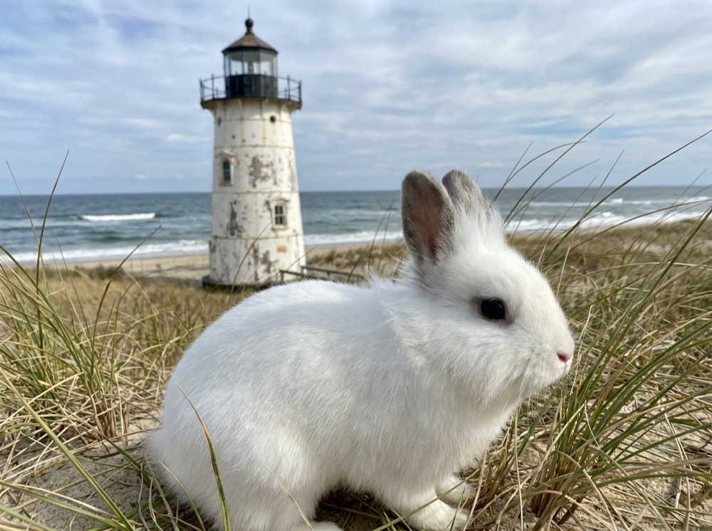 Morty at Cape Cod Dunes