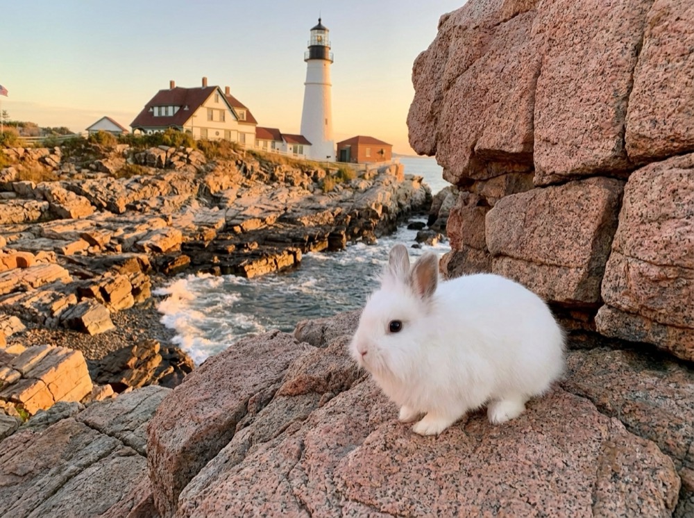 Morty at Bass Harbor Head Light