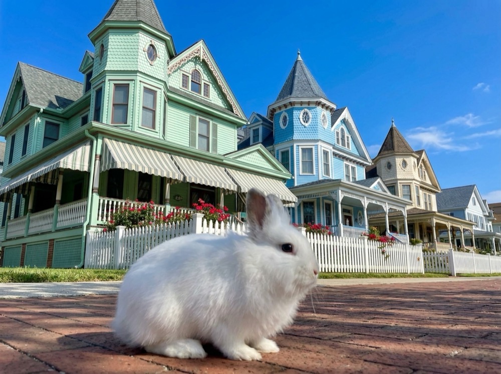Morty at Cape May