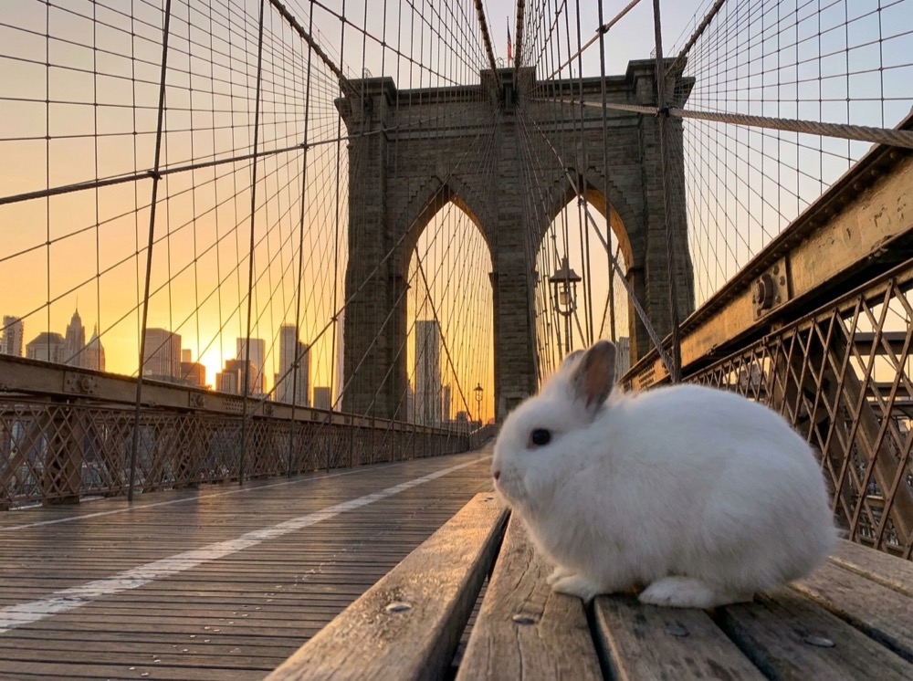 Morty at Brooklyn Bridge