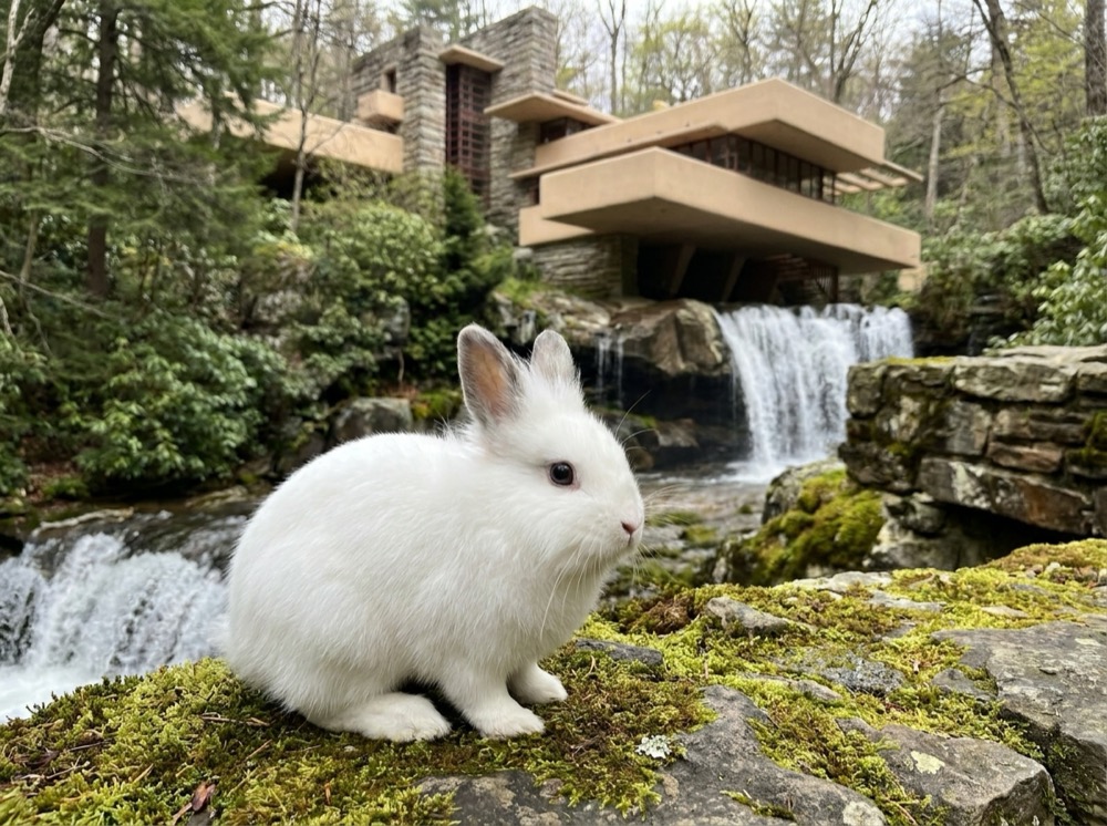 Morty at Fallingwater