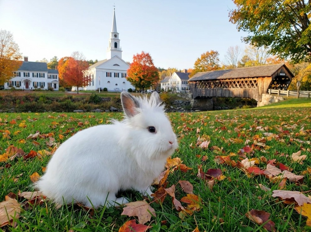 Morty at Woodstock, Vermont